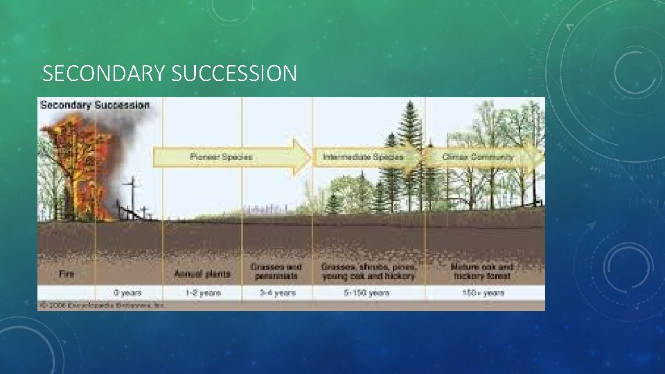 SECONDARY SUCCESSION 