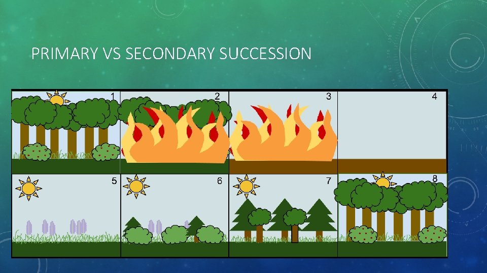 PRIMARY VS SECONDARY SUCCESSION 