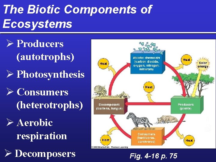 The Biotic Components of Ecosystems Ø Producers (autotrophs) Ø Photosynthesis Ø Consumers (heterotrophs) Ø