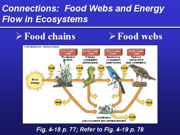 Connections: Food Webs and Energy Flow in Ecosystems Ø Food chains Ø Food webs