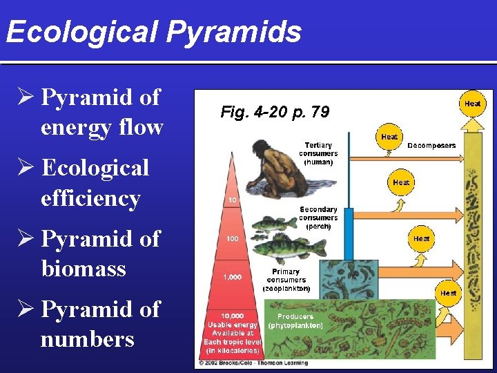 Ecological Pyramids Ø Pyramid of energy flow Ø Ecological efficiency Ø Pyramid of biomass