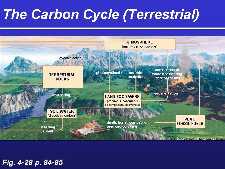 The Carbon Cycle (Terrestrial) Fig. 4 -28 p. 84 -85 