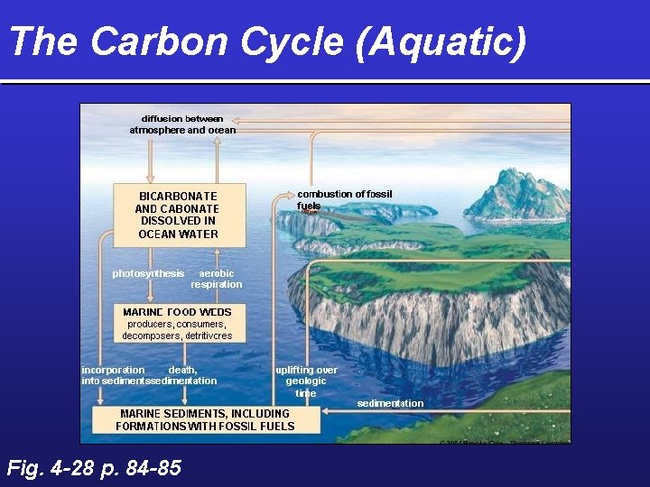 The Carbon Cycle (Aquatic) Fig. 4 -28 p. 84 -85 