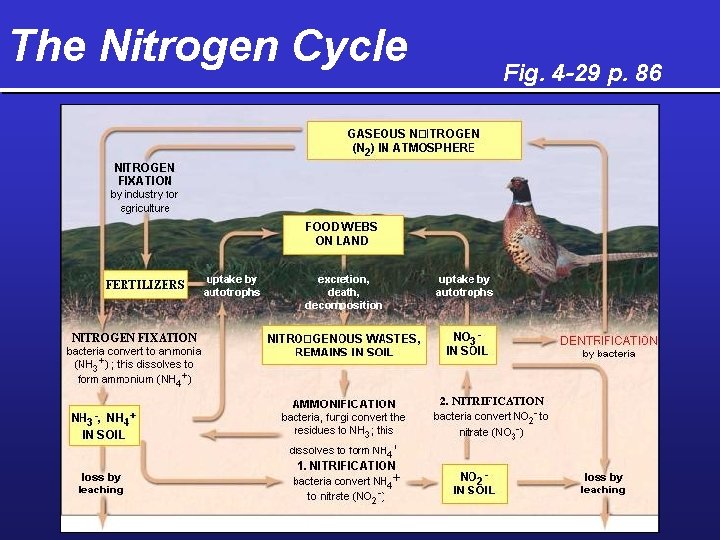 The Nitrogen Cycle Fig. 4 -29 p. 86 