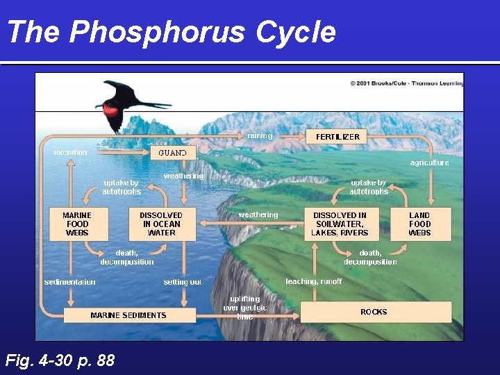 The Phosphorus Cycle Fig. 4 -30 p. 88 