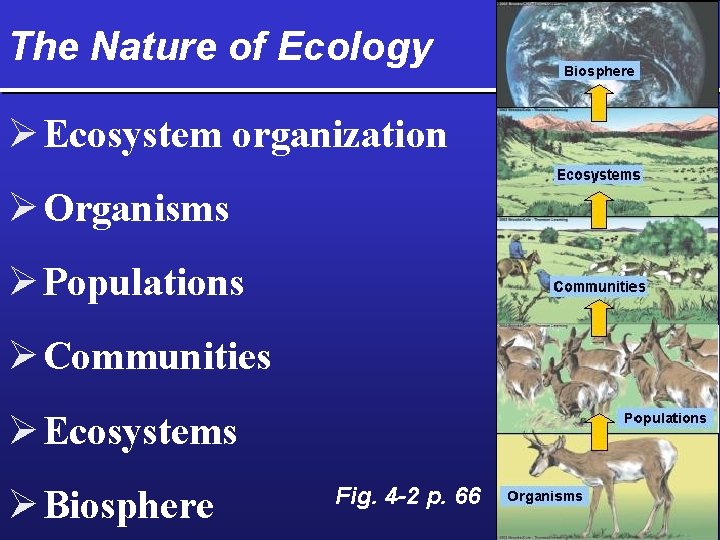 The Nature of Ecology Ø Ecosystem organization Ø Organisms Ø Populations Ø Communities Ø