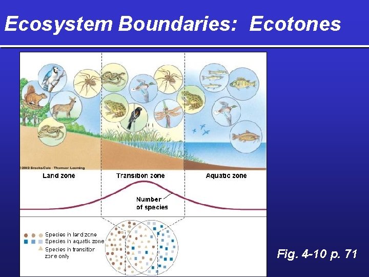 Ecosystem Boundaries: Ecotones Fig. 4 -10 p. 71 