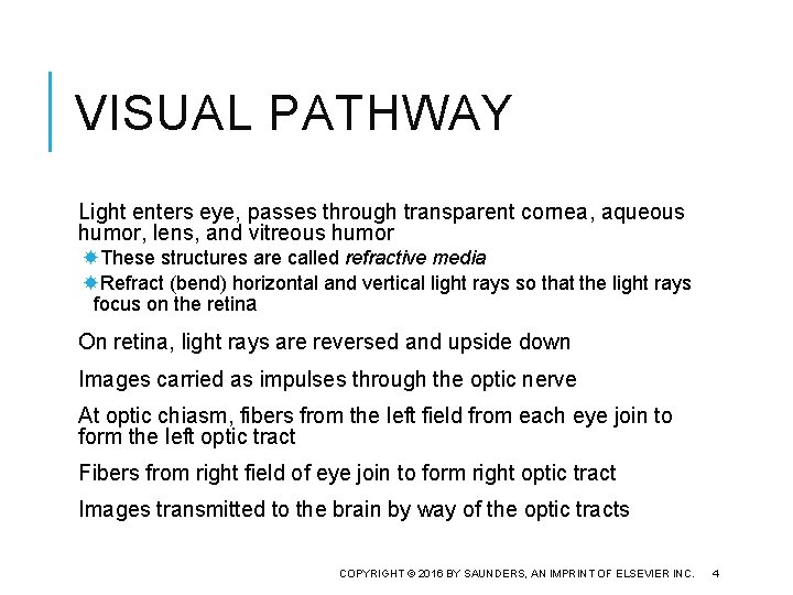 VISUAL PATHWAY Light enters eye, passes through transparent cornea, aqueous humor, lens, and vitreous