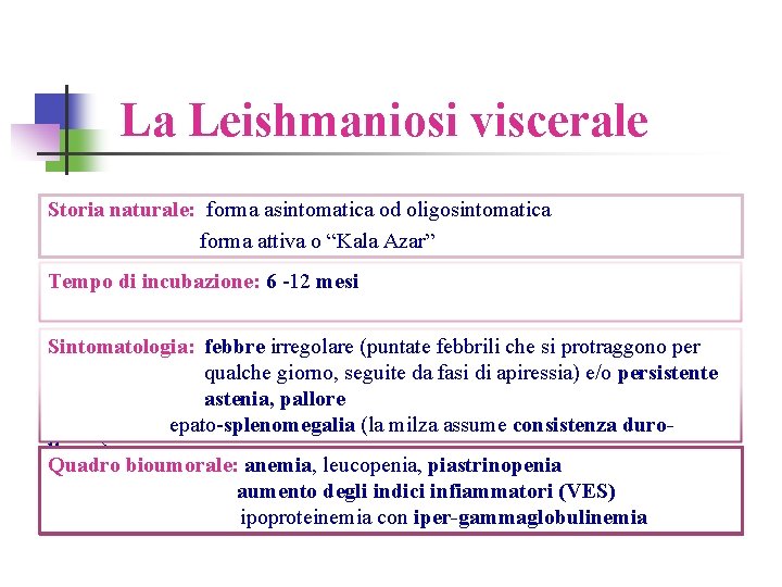 La Leishmaniosi viscerale Storia naturale: forma asintomatica od oligosintomatica forma attiva o “Kala Azar”