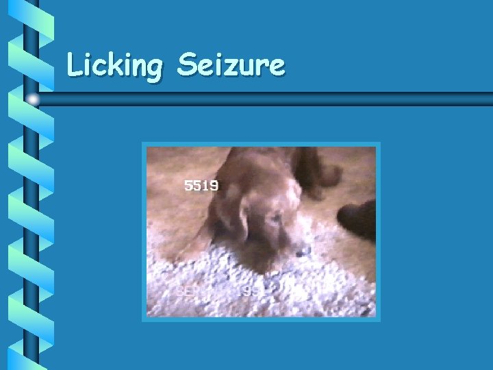 Licking Seizure 