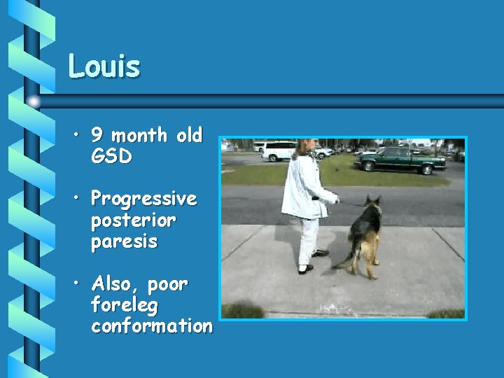 Louis • 9 month old GSD • Progressive posterior paresis • Also, poor foreleg