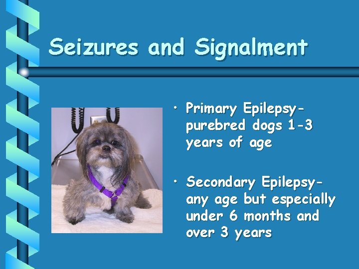 Seizures and Signalment • Primary Epilepsypurebred dogs 1 -3 years of age • Secondary