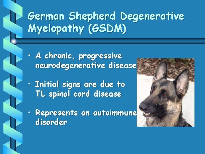 German Shepherd Degenerative Myelopathy (GSDM) • A chronic, progressive neurodegenerative disease • Initial signs