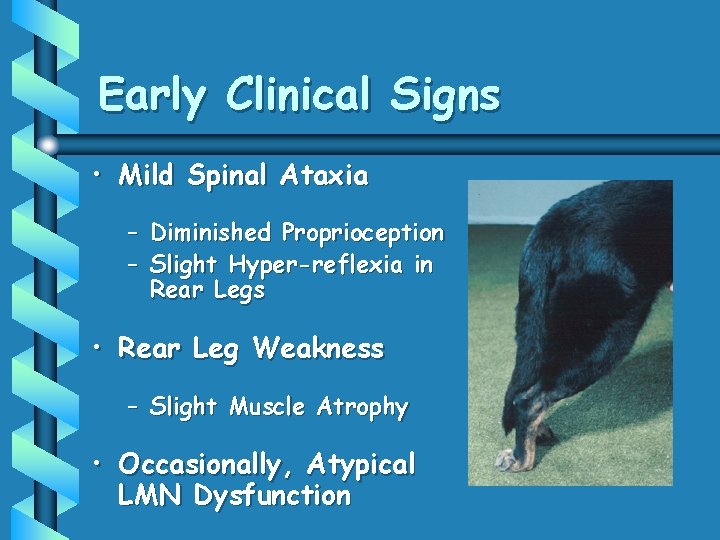Early Clinical Signs • Mild Spinal Ataxia – – Diminished Proprioception Slight Hyper-reflexia in