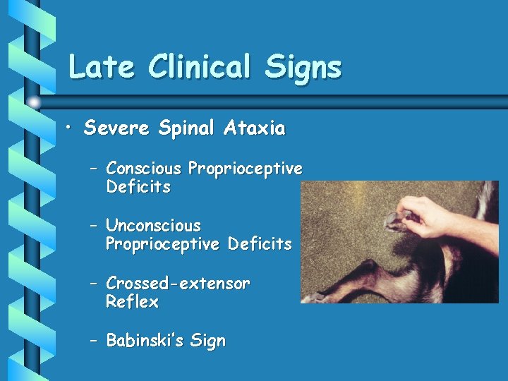 Late Clinical Signs • Severe Spinal Ataxia – Conscious Proprioceptive Deficits – Unconscious Proprioceptive