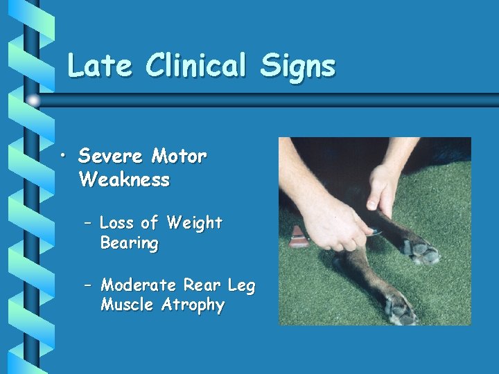 Late Clinical Signs • Severe Motor Weakness – Loss of Weight Bearing – Moderate