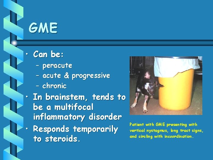 GME • Can be: – – – peracute & progressive chronic • In brainstem,