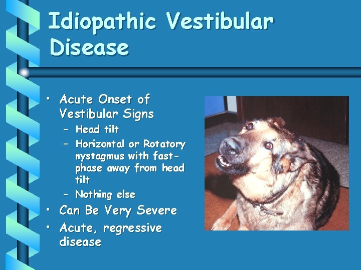 Idiopathic Vestibular Disease • Acute Onset of Vestibular Signs – Head tilt – Horizontal