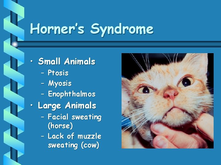 Horner’s Syndrome • Small Animals – – – Ptosis Myosis Enophthalmos • Large Animals