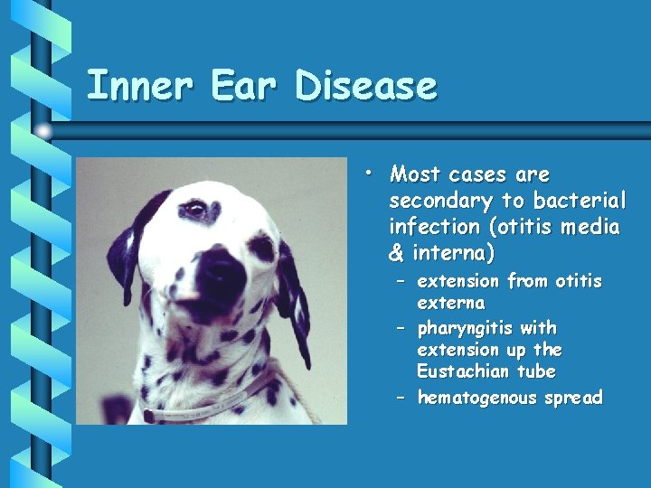 Inner Ear Disease • Most cases are secondary to bacterial infection (otitis media &