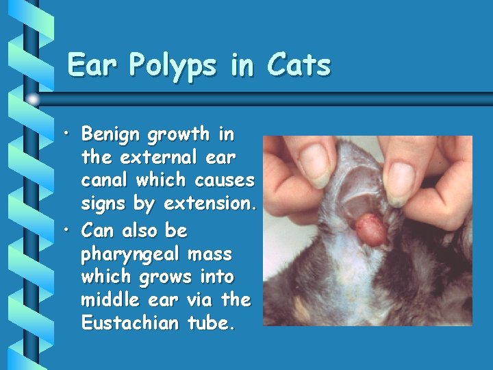 Ear Polyps in Cats • Benign growth in the external ear canal which causes