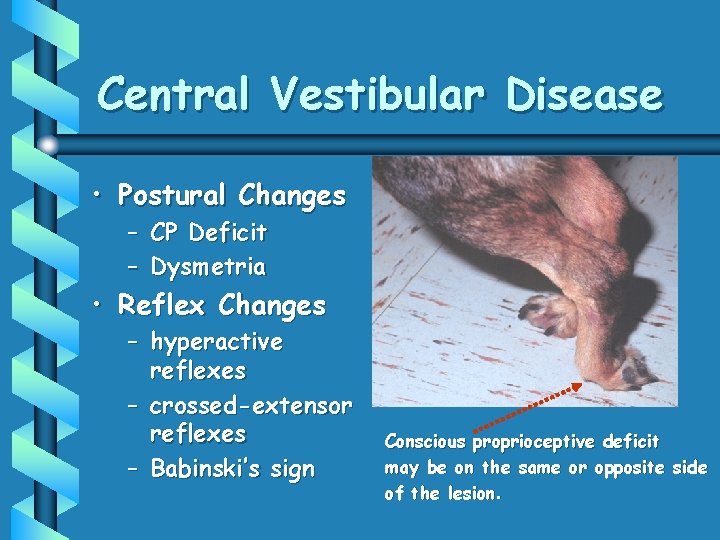 Central Vestibular Disease • Postural Changes – CP Deficit – Dysmetria • Reflex Changes