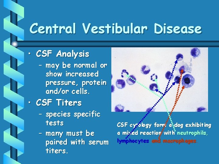 Central Vestibular Disease • CSF Analysis – may be normal or show increased pressure,