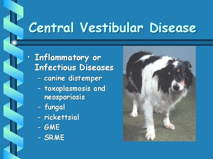 Central Vestibular Disease • Inflammatory or Infectious Diseases – canine distemper – toxoplasmosis and