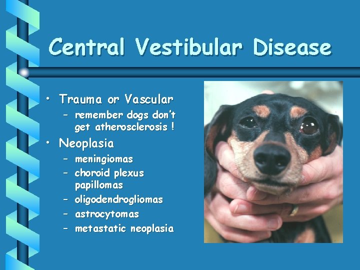 Central Vestibular Disease • Trauma or Vascular – remember dogs don’t get atherosclerosis !