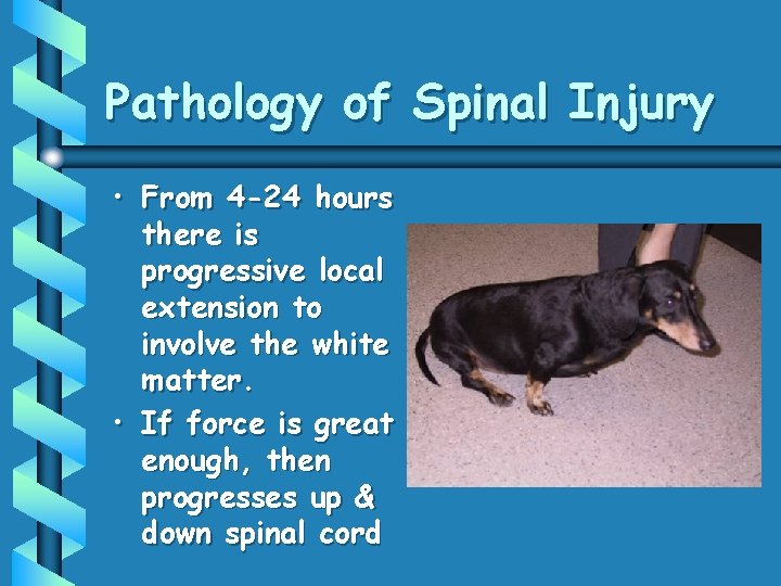 Pathology of Spinal Injury • From 4 -24 hours there is progressive local extension