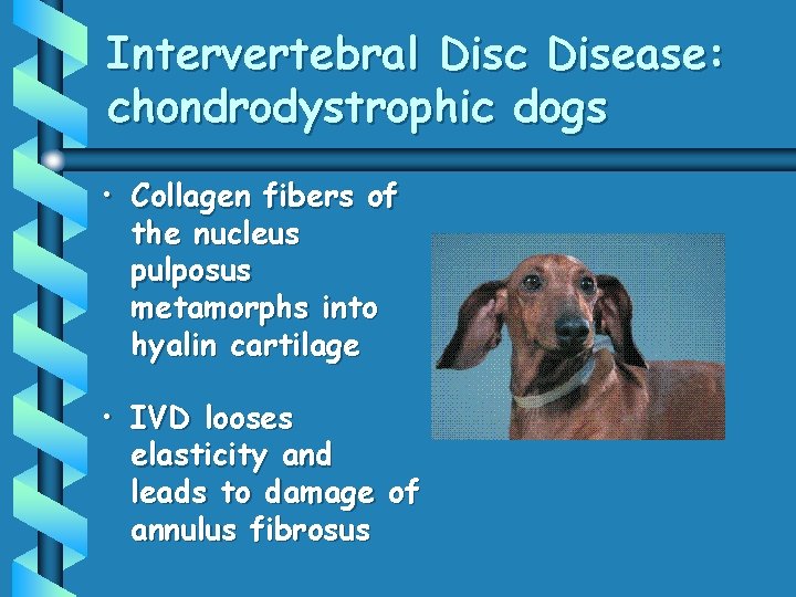 Intervertebral Disc Disease: chondrodystrophic dogs • Collagen fibers of the nucleus pulposus metamorphs into