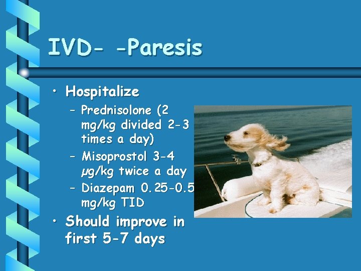 IVD- -Paresis • Hospitalize – Prednisolone (2 mg/kg divided 2 -3 times a day)