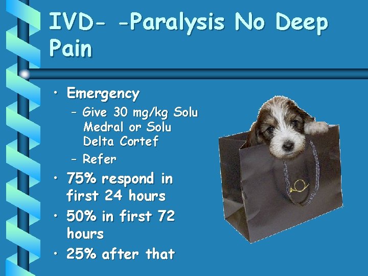 IVD- -Paralysis No Deep Pain • Emergency – Give 30 mg/kg Solu Medral or