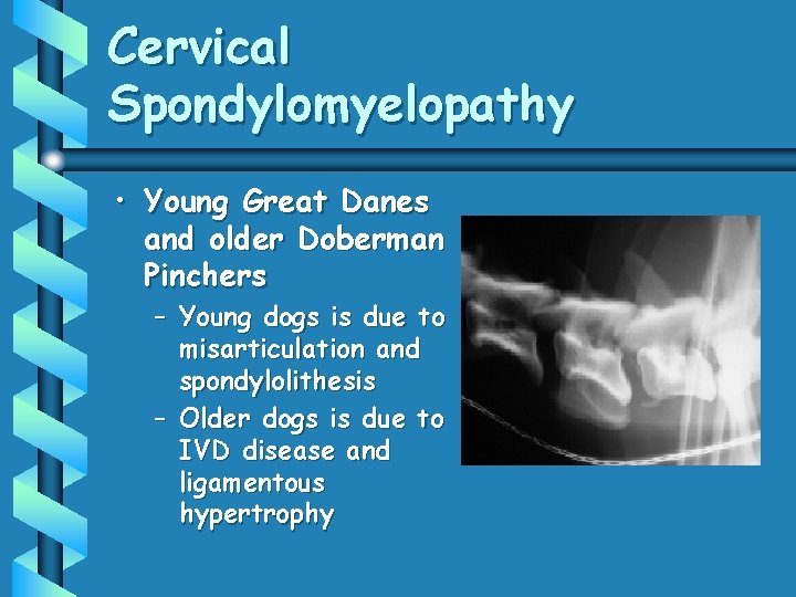 Cervical Spondylomyelopathy • Young Great Danes and older Doberman Pinchers – Young dogs is