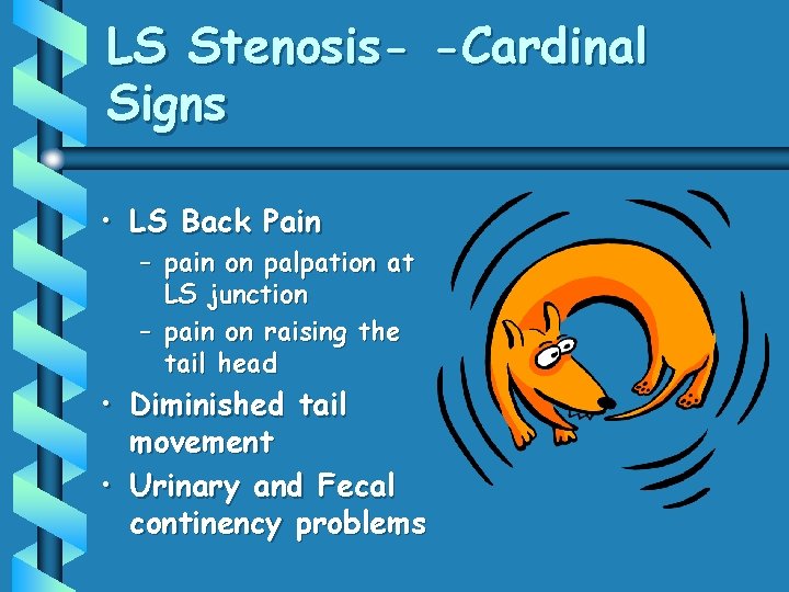 LS Stenosis- -Cardinal Signs • LS Back Pain – pain on palpation at LS