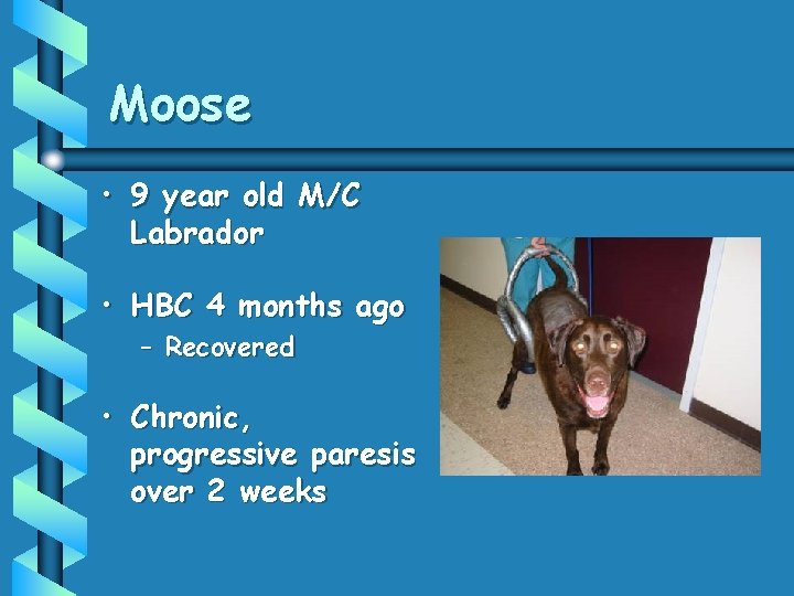 Moose • 9 year old M/C Labrador • HBC 4 months ago – Recovered