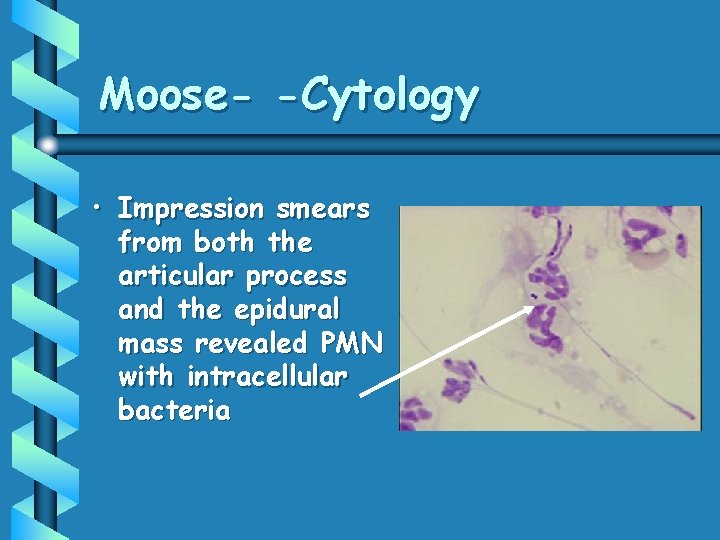 Moose- -Cytology • Impression smears from both the articular process and the epidural mass