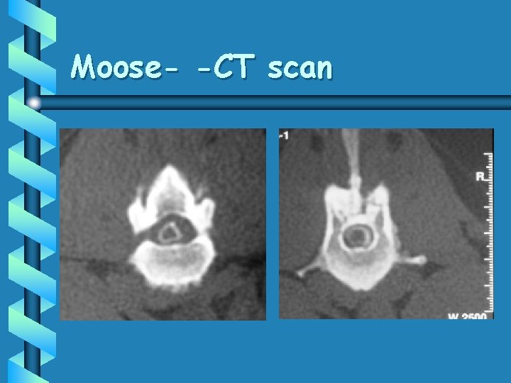 Moose- -CT scan 