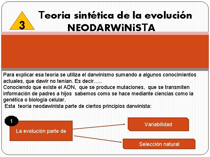 3 Teoria sintética de la evolución NEODARWi. Ni. STA Para explicar esa teoría se