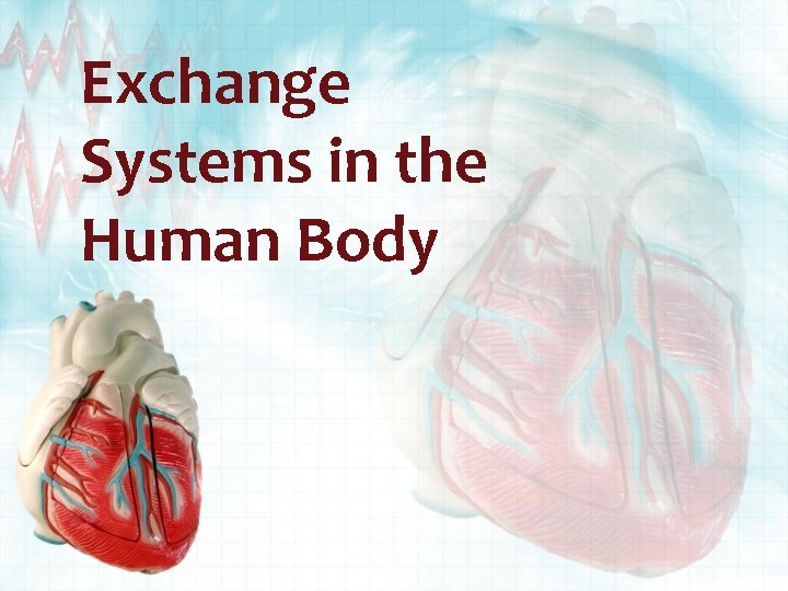 Exchange Systems in the Human Body 