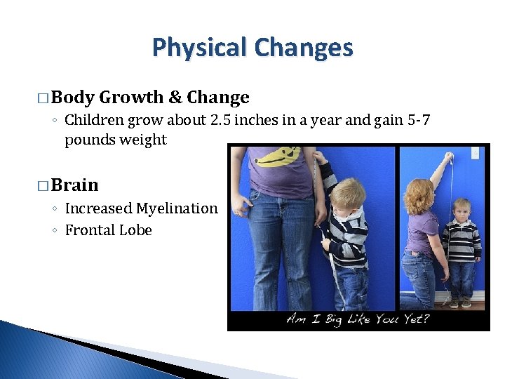 Physical Changes � Body Growth & Change ◦ Children grow about 2. 5 inches