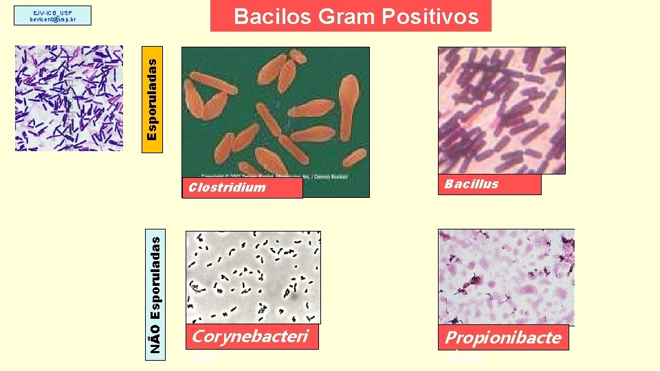 Bacilos Gram Positivos NÃO Esporuladas EJV-ICB_USP bevicent@usp. br Clostridium Bacillus Corynebacteri um Propionibacte rium