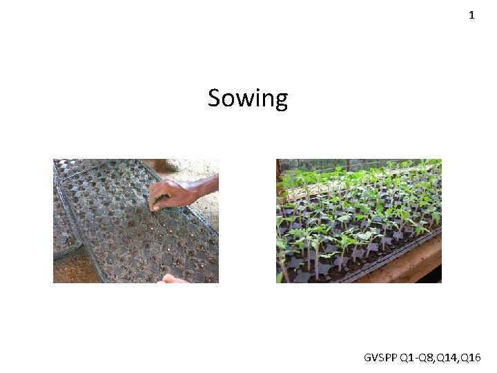 1 Sowing GVSPP Q 1 -Q 8, Q 14, Q 16 