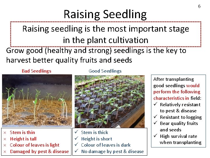 6 Raising Seedling Raising seedling is the most important stage in the plant cultivation