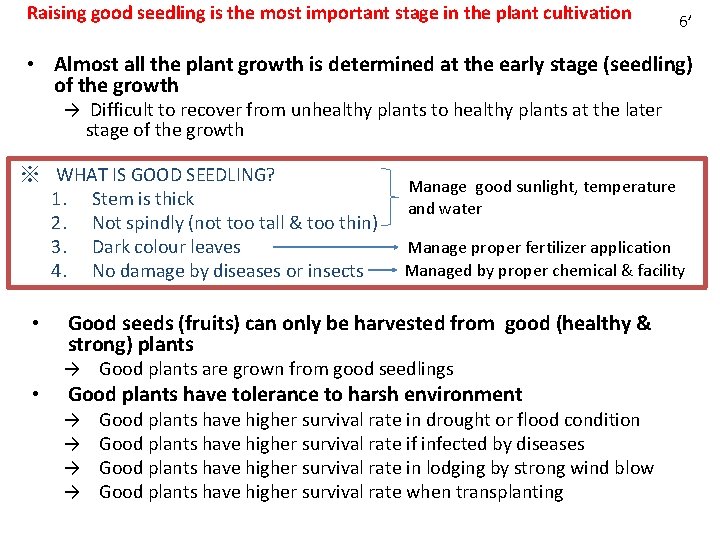 Raising good seedling is the most important stage in the plant cultivation 6’ •