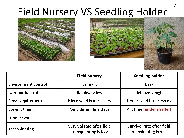 Field Nursery VS Seedling Holder Field nursery Seedling holder Difficult Easy Germination rate Relatively