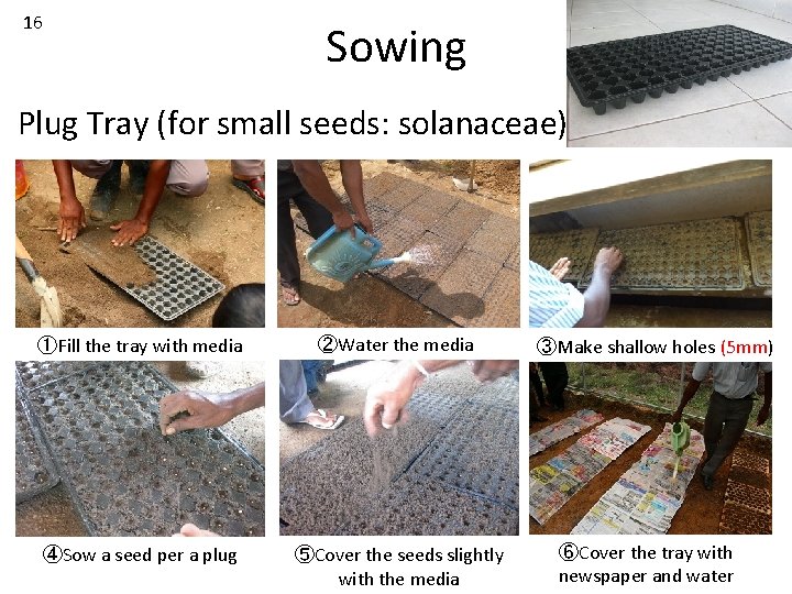 16 Sowing Plug Tray (for small seeds: solanaceae) ①Fill the tray with media ②Water