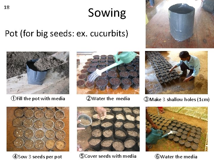 18 Sowing Pot (for big seeds: ex. cucurbits) ①Fill the pot with media ②Water