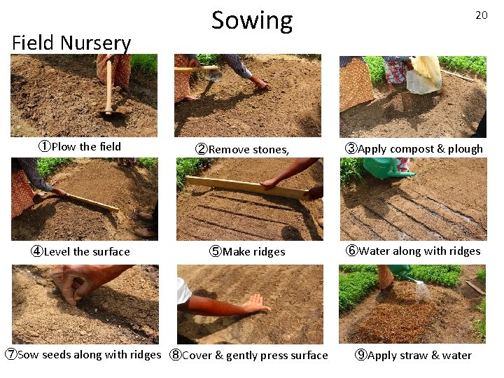 Field Nursery ①Plow the field ④Level the surface Sowing ②Remove stones, etc ⑤Make ridges