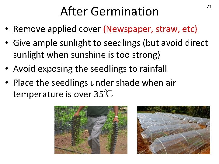After Germination 21 • Remove applied cover (Newspaper, straw, etc) • Give ample sunlight